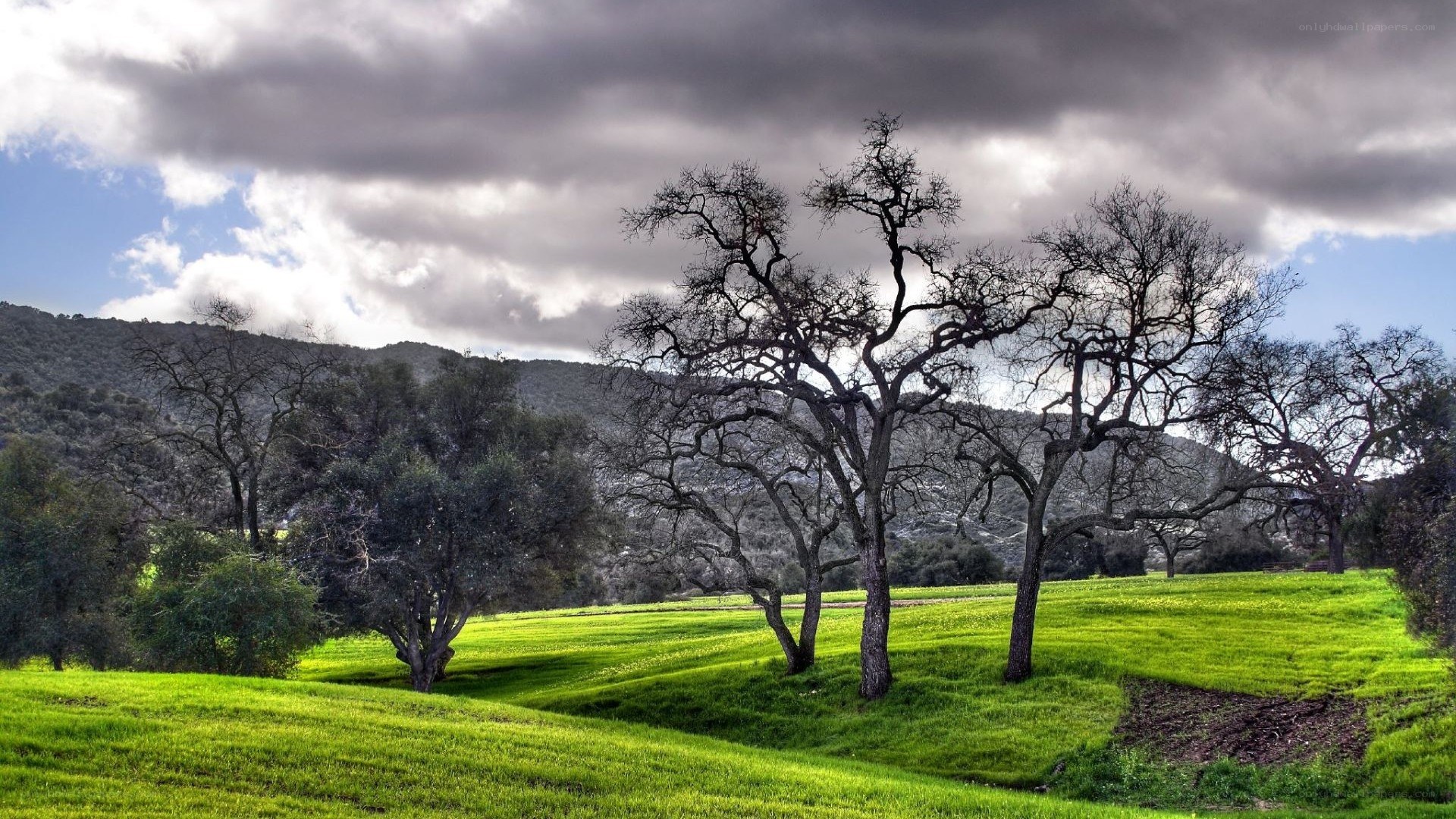 Green field with bare trees