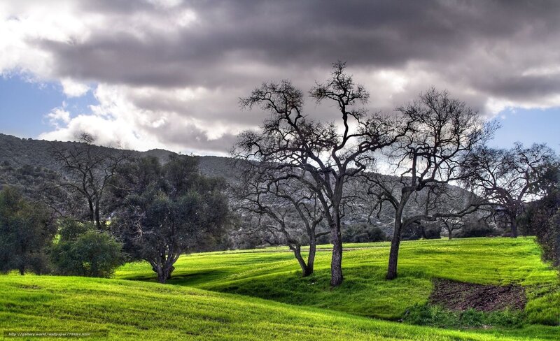 Green field with bare trees