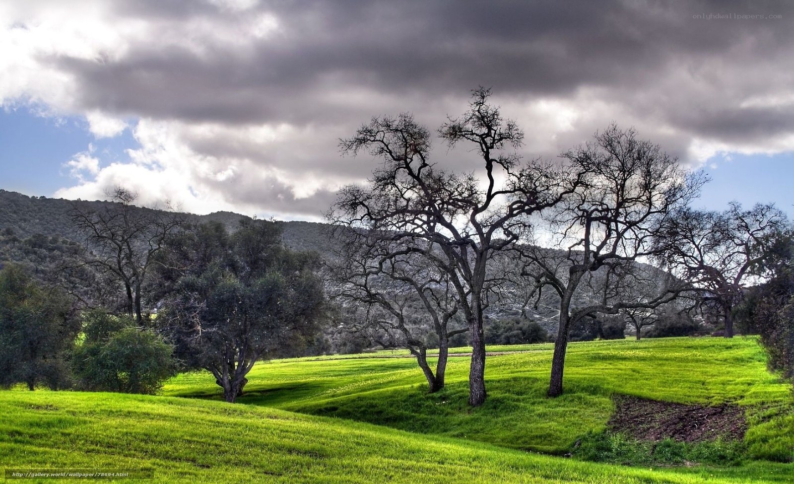 Green field with bare trees