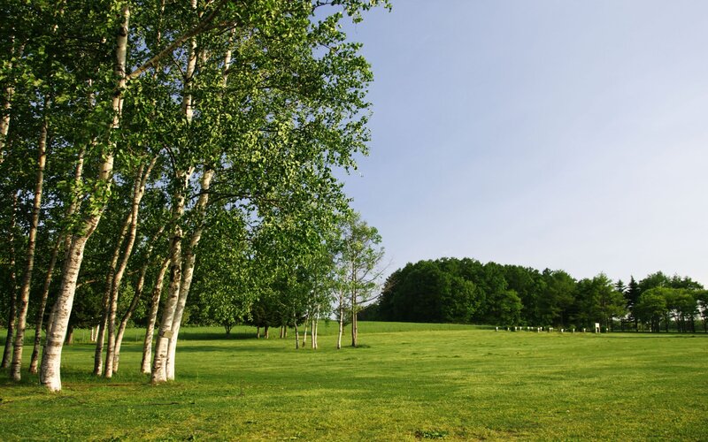 Green field with birch trees