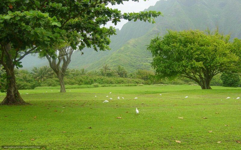 Green field with birds and mountains