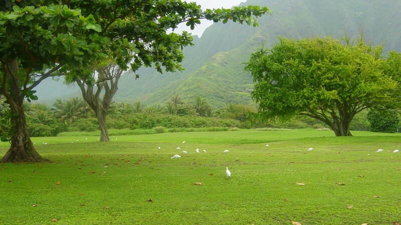Green field with birds and mountains