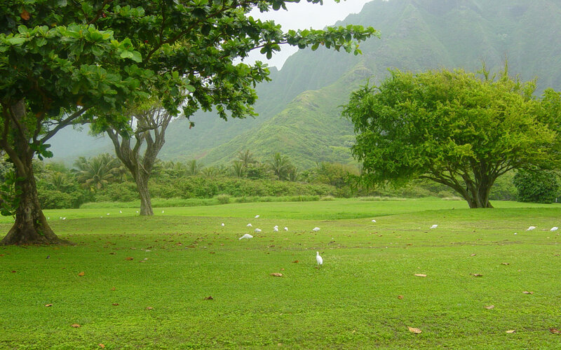 Green field with birds and mountains