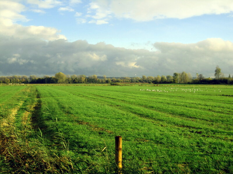 Green Field with Birds