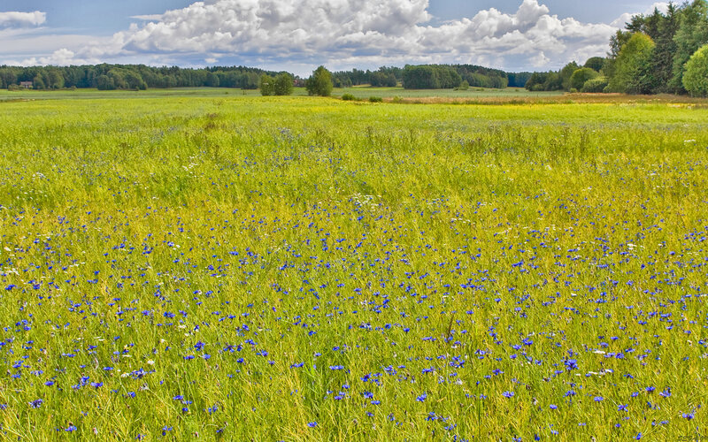 Green field with blue flowers