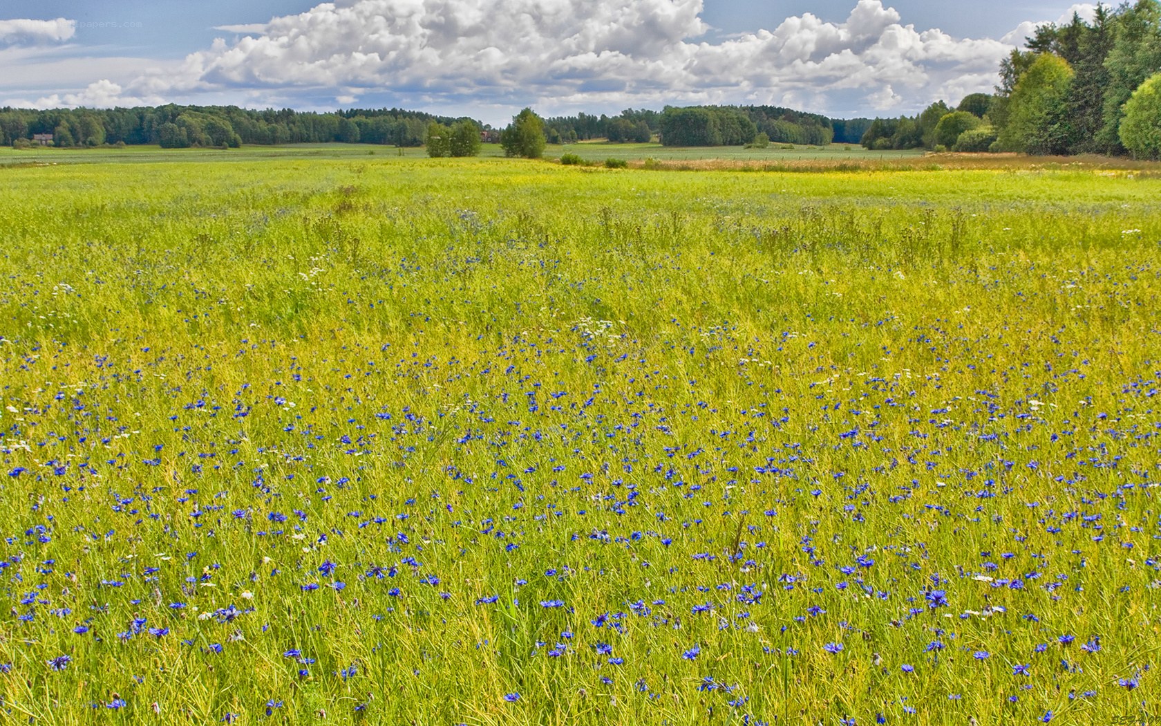 Green field with blue flowers