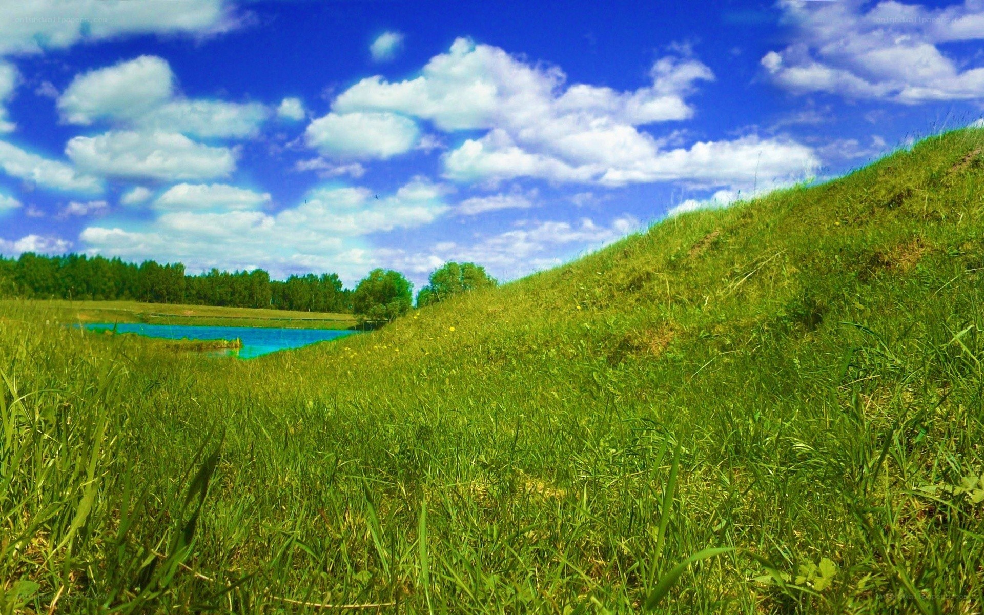 Green field with blue pond