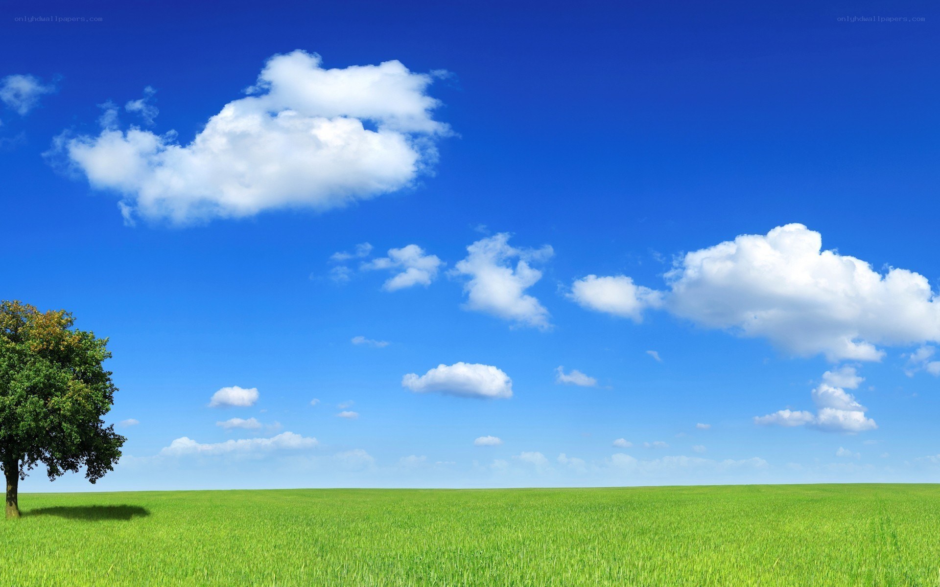 Green field with blue sky