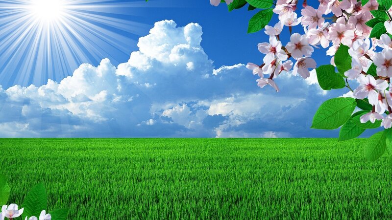 Green Field with Cherry Blossoms — Serene