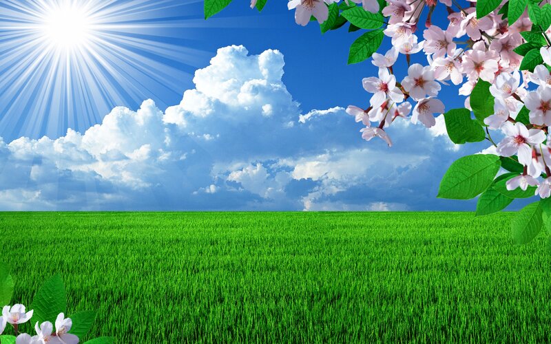 Green Field with Cherry Blossoms