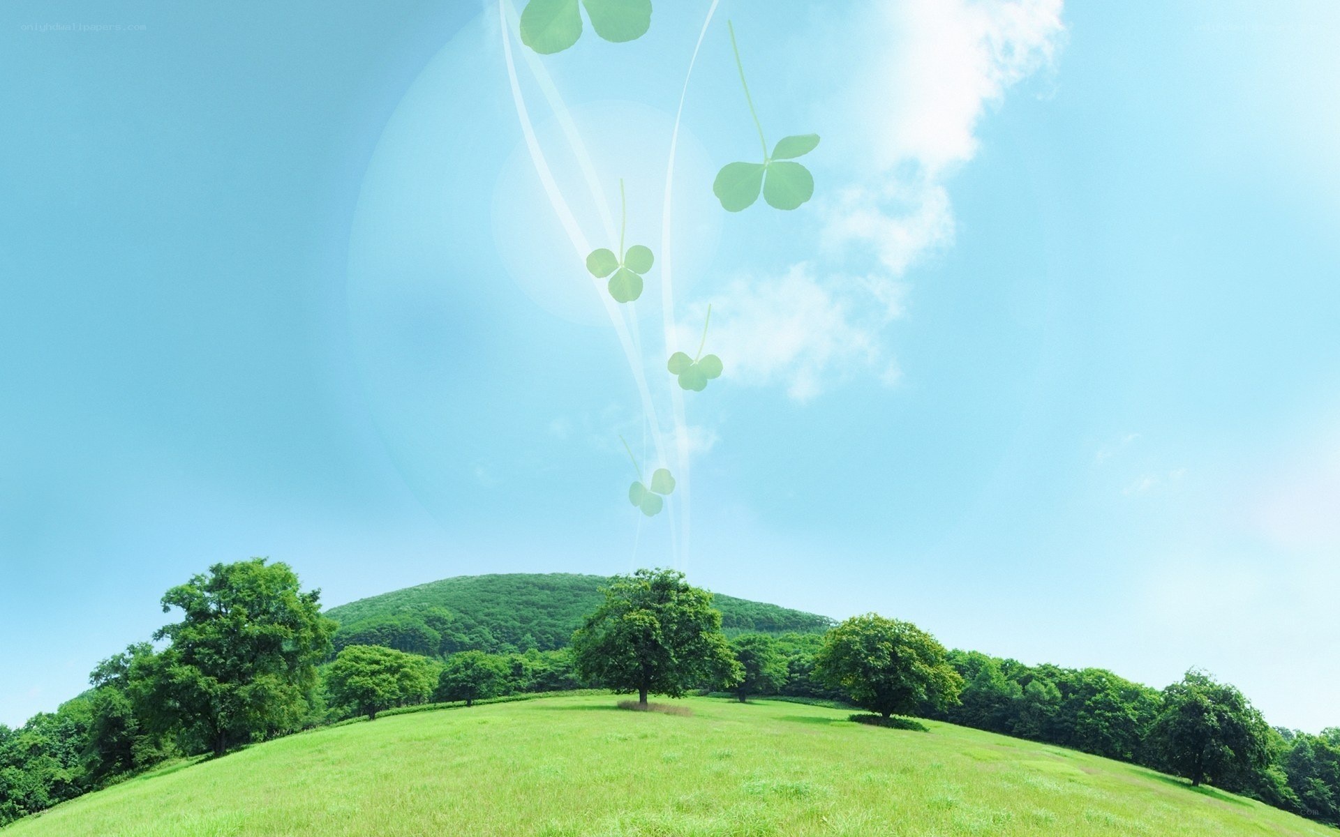 Green field with clovers