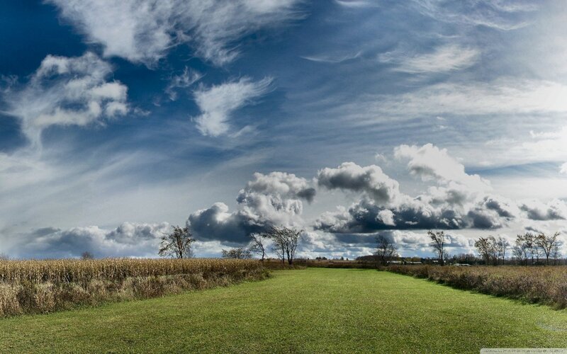 Green Field with Cornfield — Blue