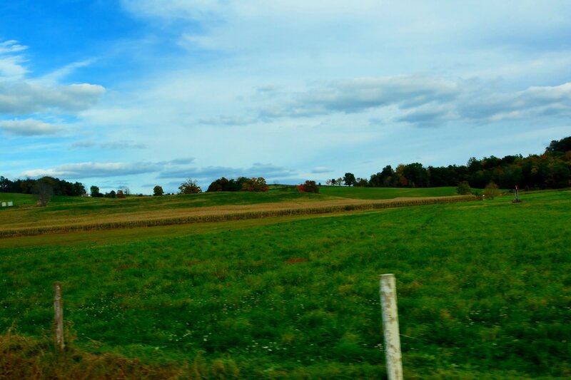Green Field with Cornfield — Serene