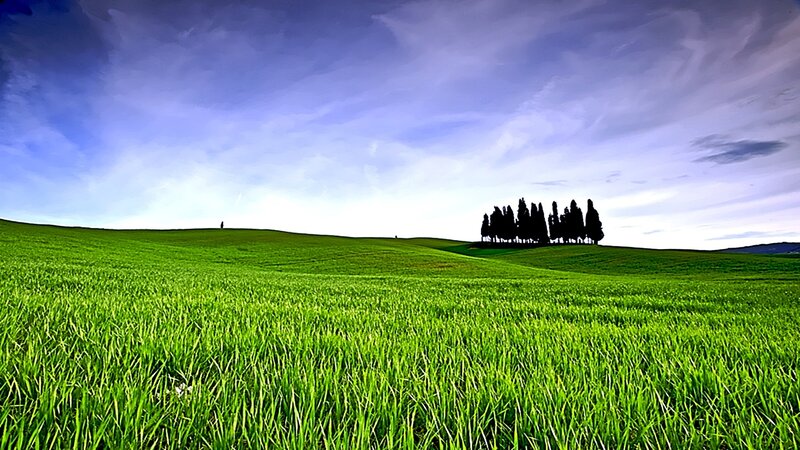 Green field with cypress trees