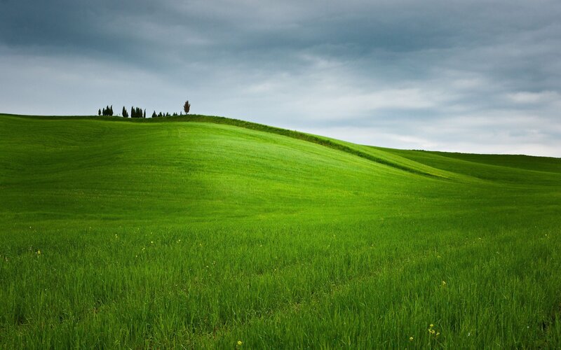 Green Field with Cypress Trees — Serene
