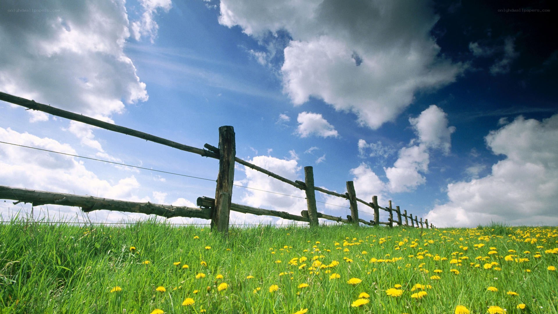 Green field with dandelions