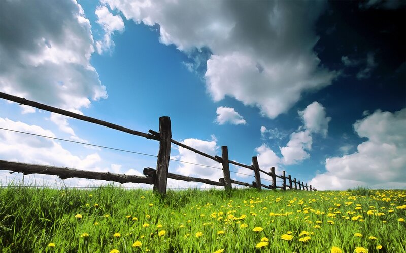 Green field with dandelions