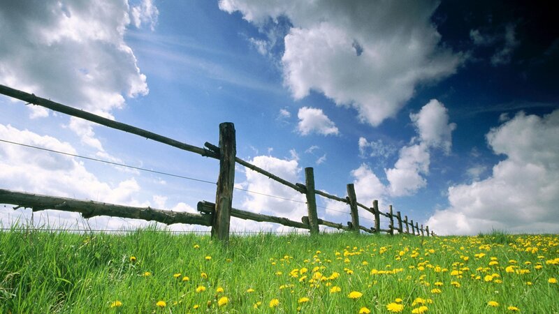 Green field with dandelions and fence