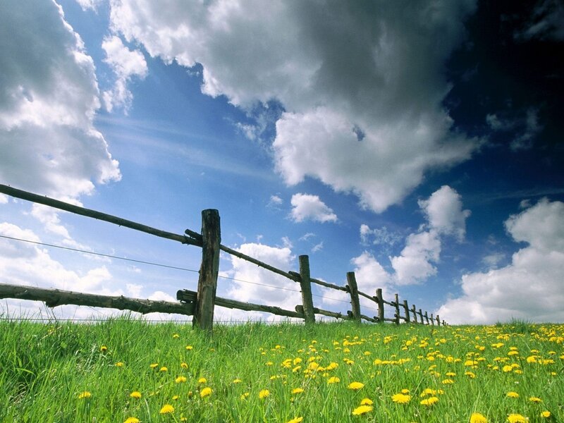 Green field with dandelions and fence
