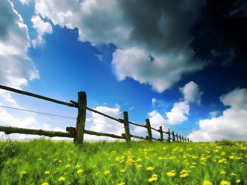 Green field with dandelions and fence