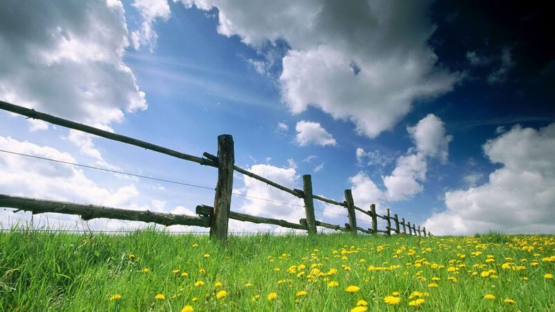Green field with dandelions and fence