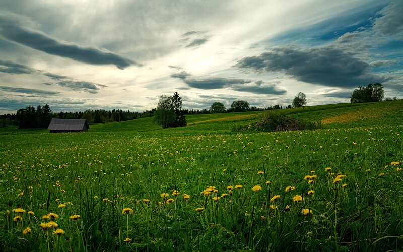 Green Field with Dandelions — Dramatic