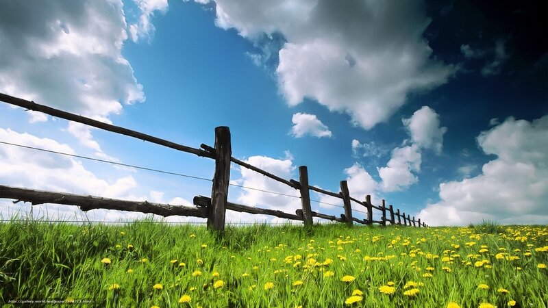 Green Field with Dandelions — Serene, Afternoon