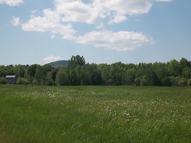 Green Field with Dandelions — Serene