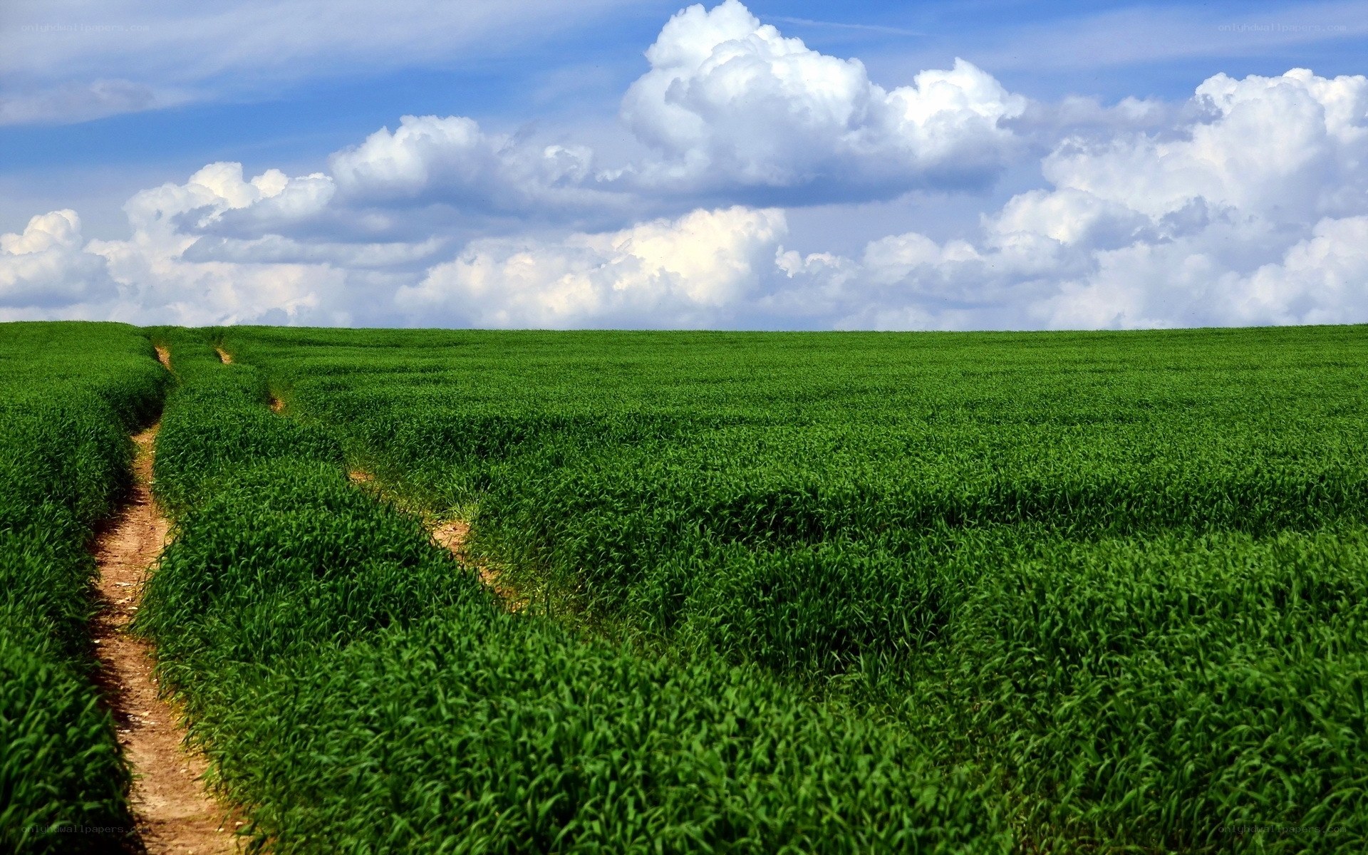Green field with dirt path