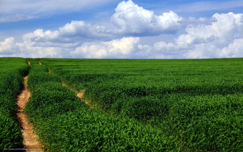 Green field with dirt path