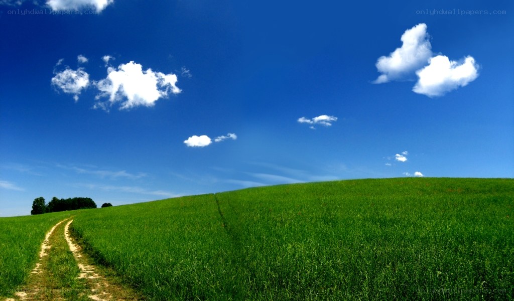 Green field with dirt path