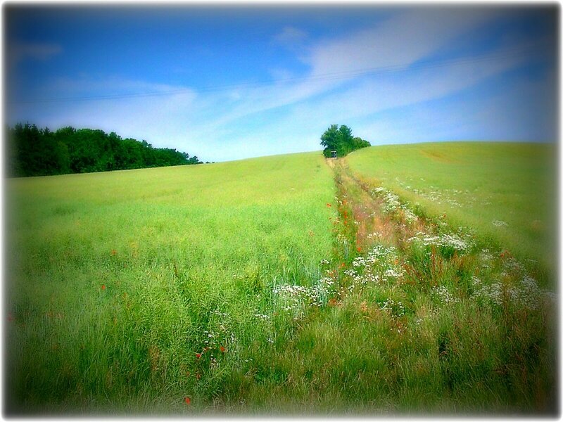 Green field with dirt path