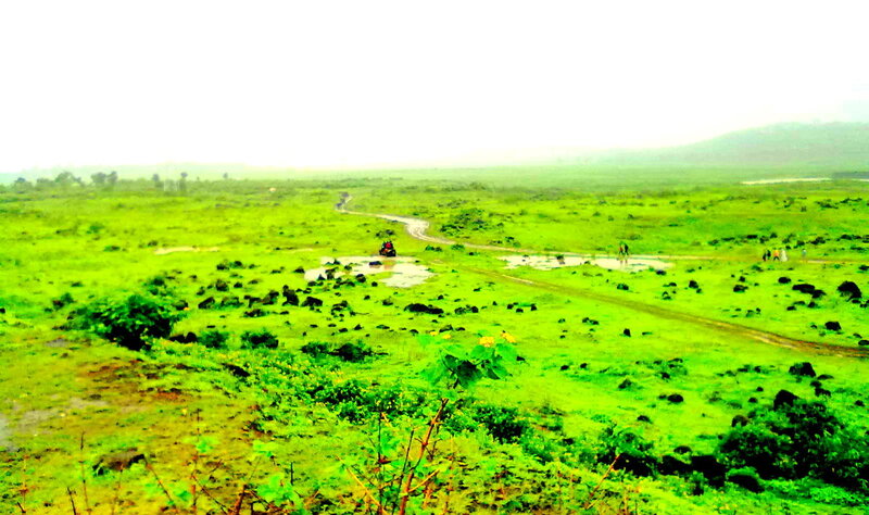 Green Field with Dirt Path — Overcast