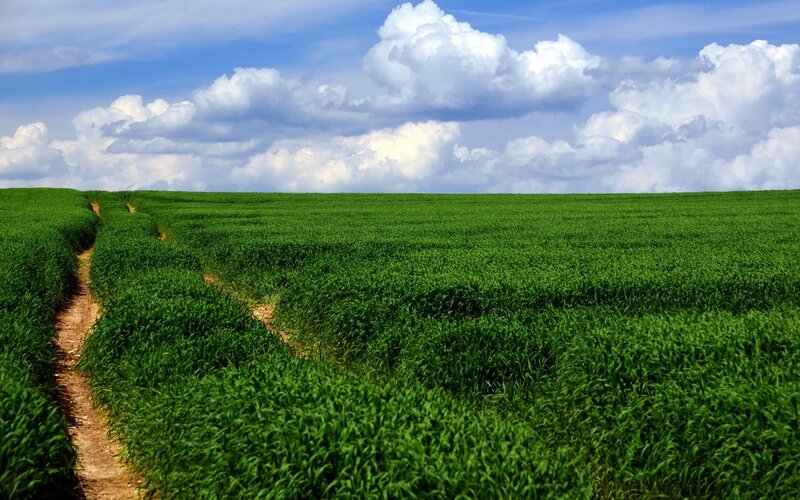 Green Field with Dirt Path — Serene, Afternoon, Photograph