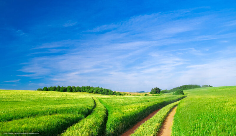 Green Field with Dirt Path — Serene, Afternoon, Photograph, Trees