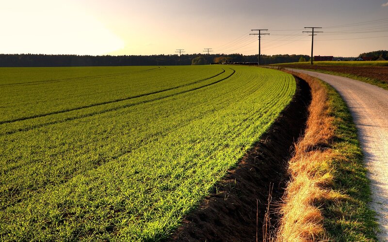 Green Field with Dirt Road — Serene