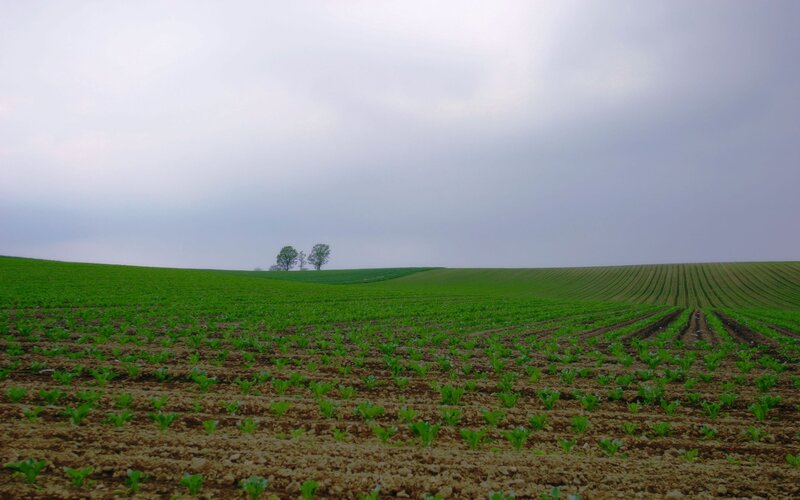 Green field with distant trees