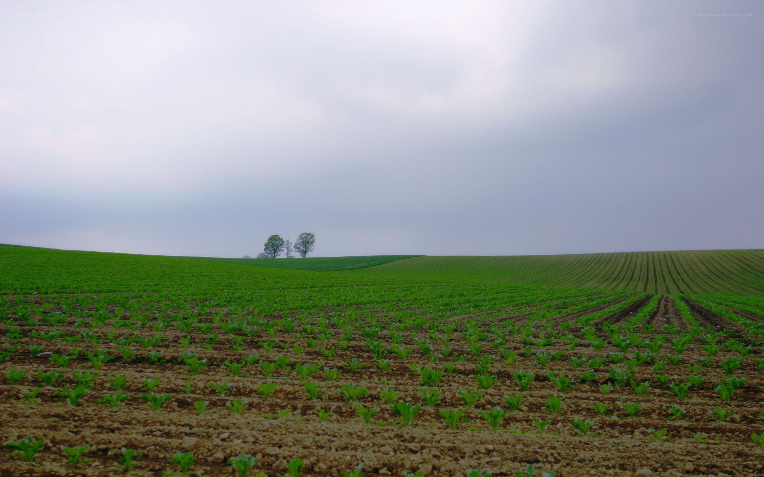 Green field with distant trees