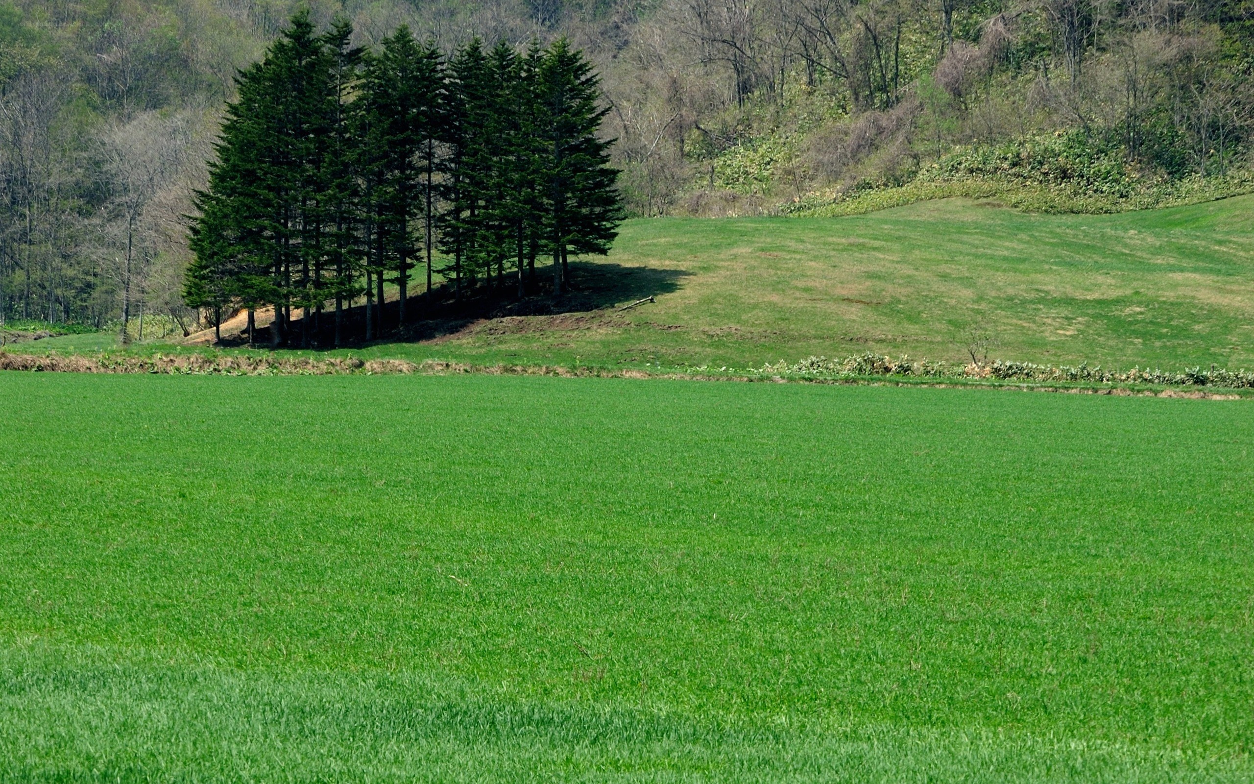 Green field with evergreen trees