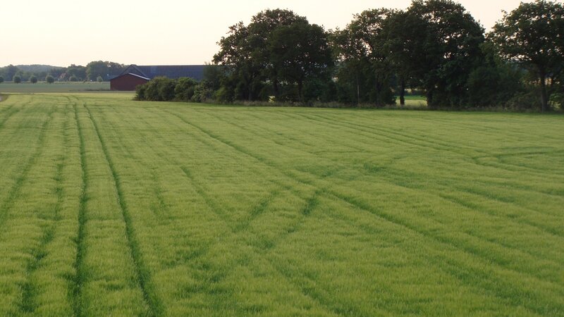Green field with farm in background