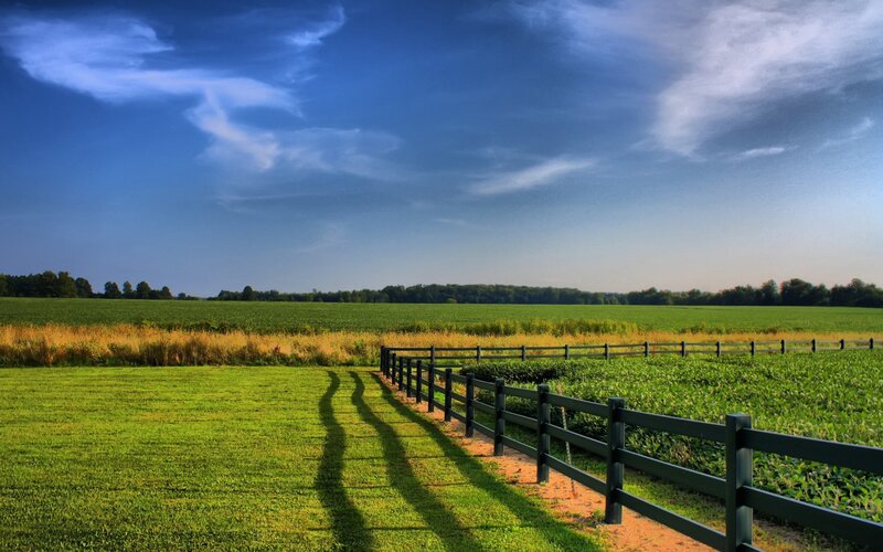 Green Field with Fence — Afternoon