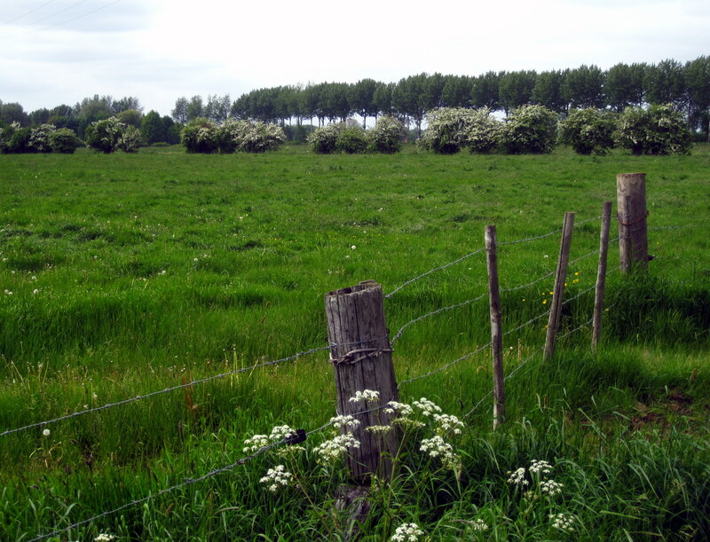Green Field with Fence — Calm