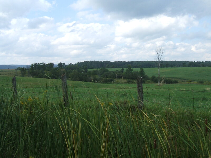 Green Field with Fence
