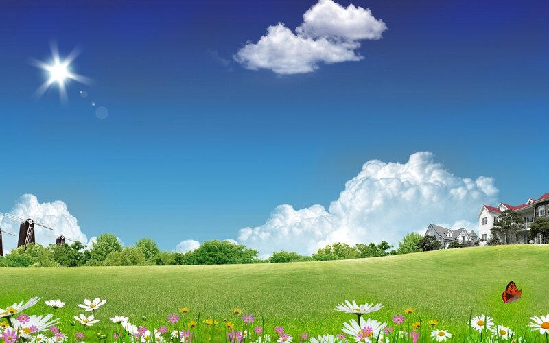 Green Field with Flowers — Blue, Serene, Afternoon, Photograph, Sun