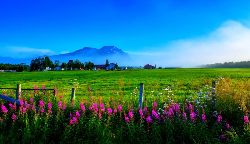 Green Field with Flowers — Blue