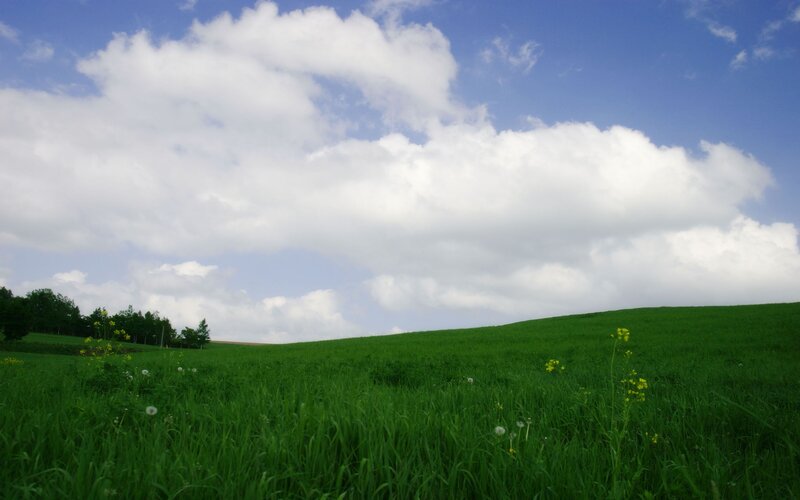 Green Field with Flowers — Serene, Afternoon