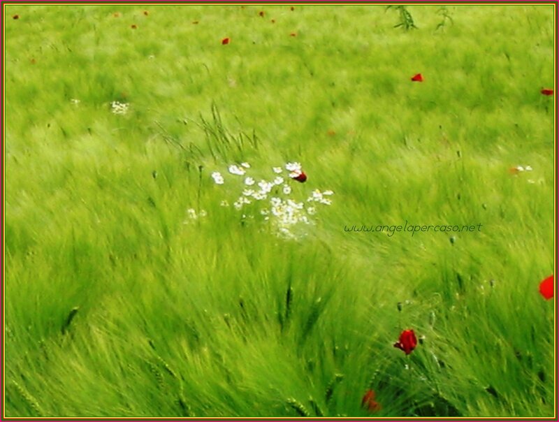 Green Field with Flowers