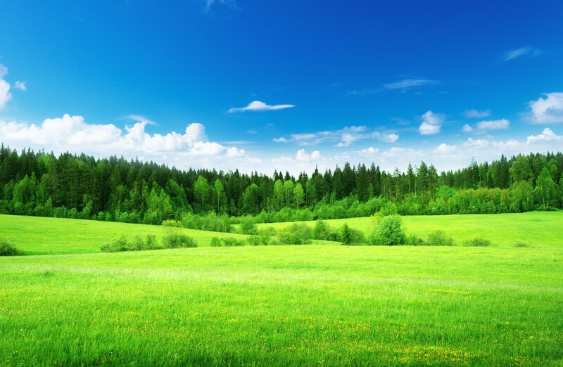 Green Field with Forest — Afternoon