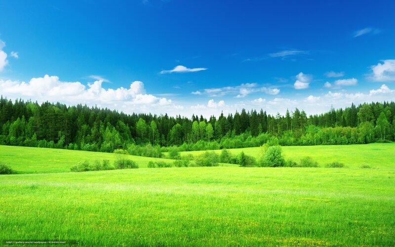 Green field with forest and blue sky
