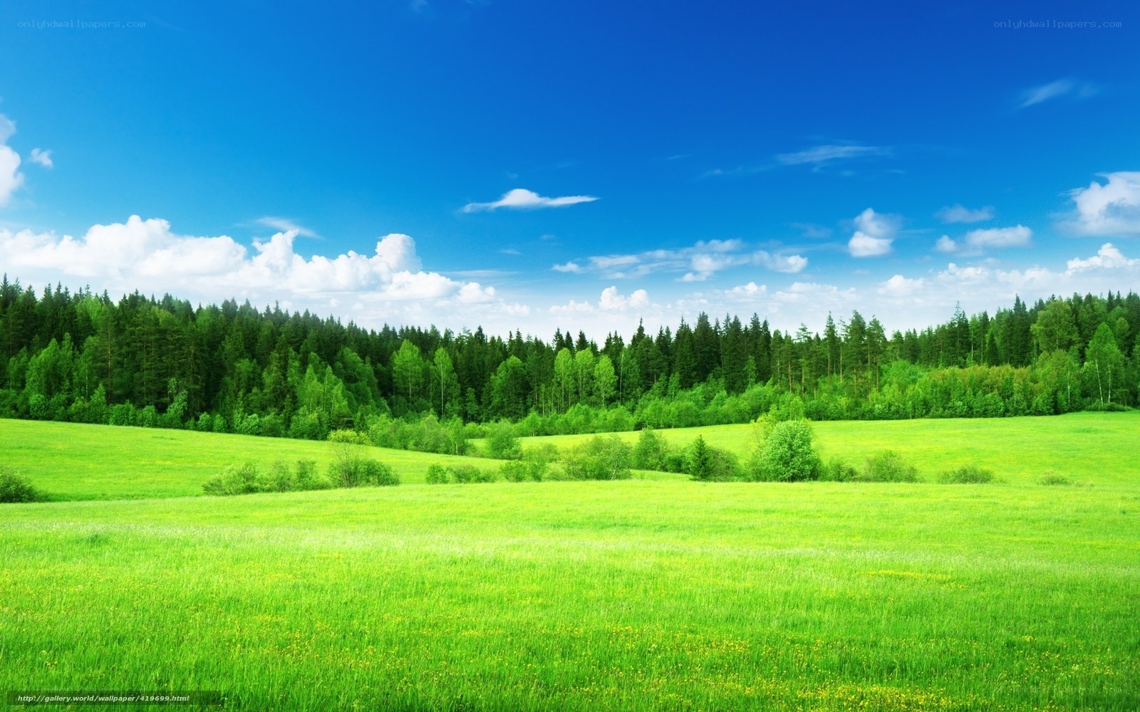 Green field with forest and blue sky